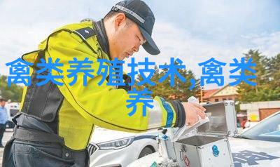 山区土鸡放牧饲养的技术