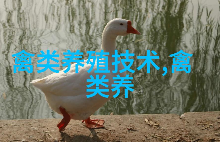 一例肉鸡慢呼继发大肠杆菌病的诊治