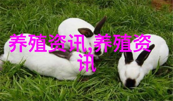 肉鸡市场疲软为什么农民不能输